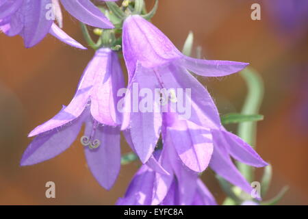 Creeping Campanula (Campanula rapunculoides), piuttosto di porpora viola, a forma di campana coltivazione di fiori in un giardino di fiori Foto Stock