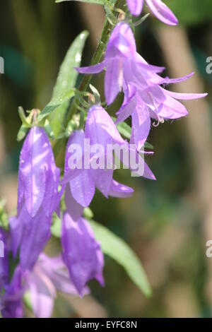 Creeping Campanula (Campanula rapunculoides), piuttosto di porpora viola, a forma di campana coltivazione di fiori in un giardino di fiori Foto Stock