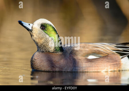 American Wigeon (Anas americana), Pacific Northwest Foto Stock