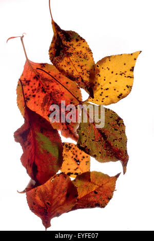 Morendo Foglie di autunno di vari colori per formare un modello su uno sfondo bianco. Foto Stock