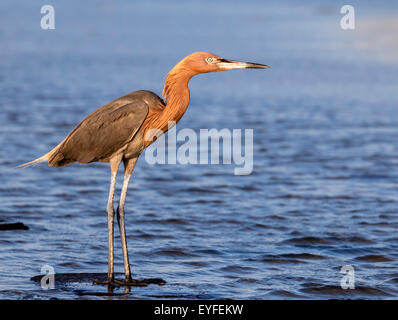 Reddish garzetta (Egretta rufescens): serata ritratto, Galveston, Texas, Stati Uniti d'America. Foto Stock