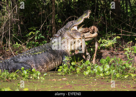 Il coccodrillo americano (Alligator mississippiensis) mangiando un cervo, Brazos Bend state park, Needville, Texas, Stati Uniti d'America. Foto Stock