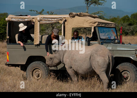 I turisti in 4x4 guardando a sud del rinoceronte bianco in particolare il santuario di rhino, Ol Pejeta Conservancy; Kenya Foto Stock