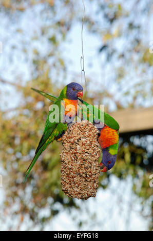 Due Rainbow parrocchetti Trichoglossus haematodus Foto Stock