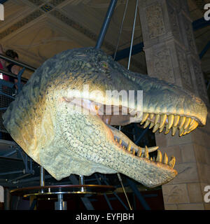 Tirannosauro Rex testa modello presso il Museo di Storia Naturale. Foto Stock