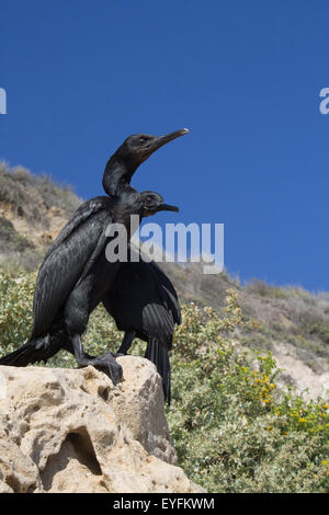 I cormorani in spiaggia Foto Stock