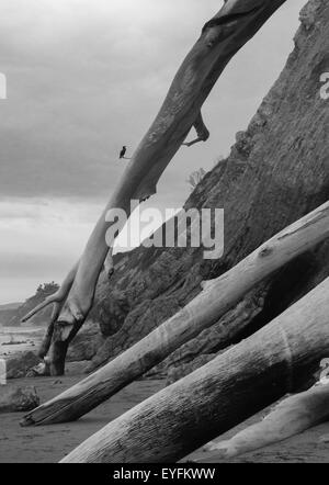 I registri di caduti su di una spiaggia con un piccolo uccello supervisione Foto Stock