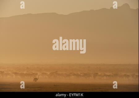 Silhouette di struzzo all'alba di fronte al Monte Kenya, Ol Pejeta Conservancy; Kenya Foto Stock