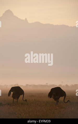 Gli struzzi all'alba di fronte al Monte Kenya, Ol Pejeta Conservancy,; Kenya Foto Stock