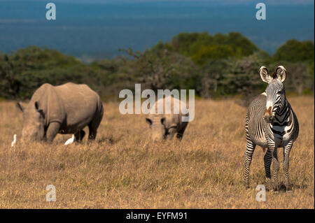 Di Grevy Zebra e sud del rinoceronte bianco e il bambino in particolare contenitore di rhino, Ol Pejeta Conservancy; Kenya Foto Stock