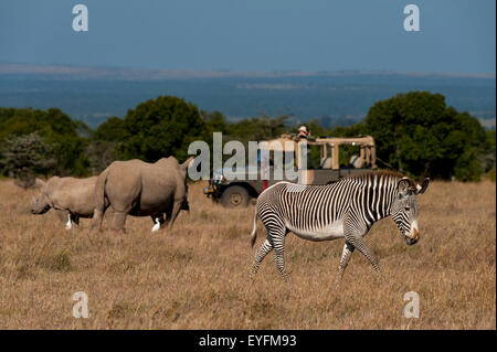 I turisti in 4x4 guardando a sud del rinoceronte bianco con il bambino e di Equus grevyi nel giardino involucro speciale, Ol Pejeta Conservancy; Kenya Foto Stock