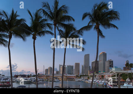 Alte palme Bayside Marketplace MARINA skyline del centro di Miami, Florida, Stati Uniti d'America Foto Stock