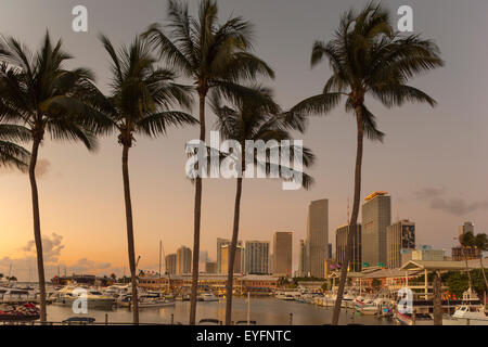 Alte palme Bayside Marketplace MARINA skyline del centro di Miami, Florida, Stati Uniti d'America Foto Stock