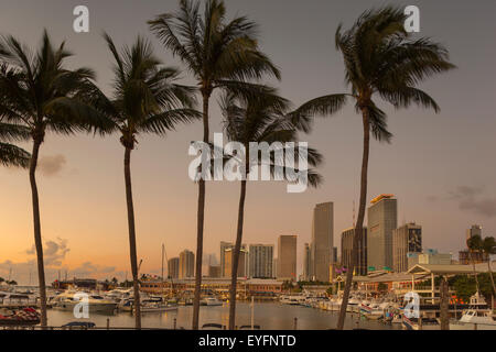 Alte palme Bayside Marketplace MARINA skyline del centro di Miami, Florida, Stati Uniti d'America Foto Stock