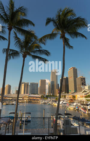 Alte palme Bayside Marketplace MARINA skyline del centro di Miami, Florida, Stati Uniti d'America Foto Stock