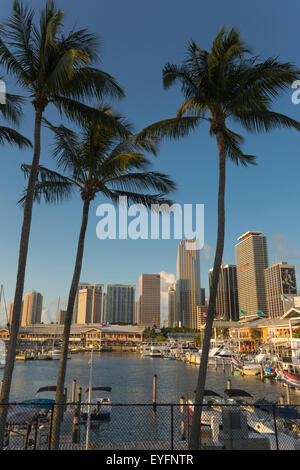 Alte palme Bayside Marketplace MARINA skyline del centro di Miami, Florida, Stati Uniti d'America Foto Stock