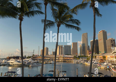 Alte palme Bayside Marketplace MARINA skyline del centro di Miami, Florida, Stati Uniti d'America Foto Stock