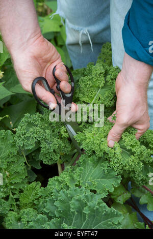 Brassica oleracea. Giardiniere Kale di raccolta Foto Stock