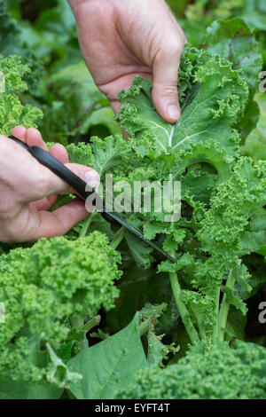 Brassica oleracea. Giardiniere Kale di raccolta Foto Stock