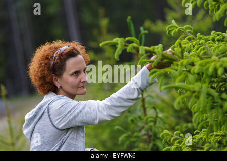 Donna matura raccolta di gemme di abete in boschi di montagna Foto Stock