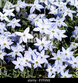 Fruehlingssternblume, Ipheion uniflorum, Foto Stock
