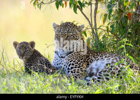 Leopard (Panthera pardus), femmina, che giace sotto un cespuglio con il suo cucciolo, il Masai Mara riserva nazionale, Kenya Foto Stock