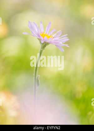 Unione Michaelmas Daisy (Aster amellus) in un prato alpino, Schneealpe, Stiria, Austria Foto Stock