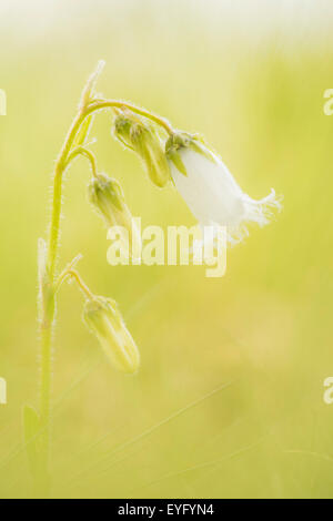 Barbuto Campanula (Campanula barbata) in un prato alpino, Valle Ziller, Tirolo, Austria Foto Stock