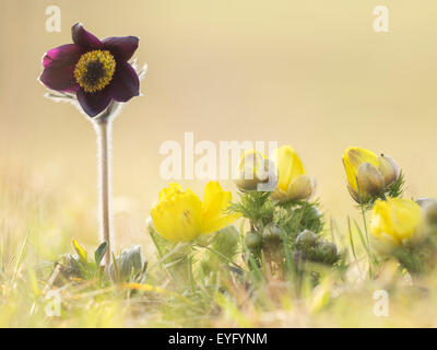 Piccola "Pasque Flower (Pulsatilla pratensis subsp. Nigricans) e la molla del fagiano occhio (Adonis vernalis), Perchtolsdorfer Heide Foto Stock