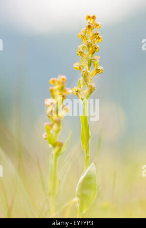 Frog orchid (Coeloglossum viride) in un prato alpino, Mallnitz, Carinzia, Austria Foto Stock