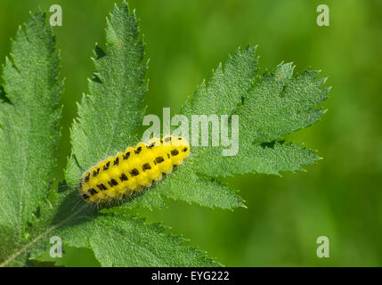 Limone caterpillar arancione con macchie nere è pronto a gobble tutte le foglie Foto Stock