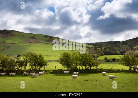Regno Unito Galles, Gwynedd, Towyn, le pecore e gli agnelli nel campo accanto a Tal-y-Llyn linea ferroviaria Foto Stock