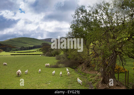 Regno Unito Galles, Gwynedd, Towyn, le pecore e gli agnelli nel campo accanto a Tal-y-Llyn linea ferroviaria Foto Stock