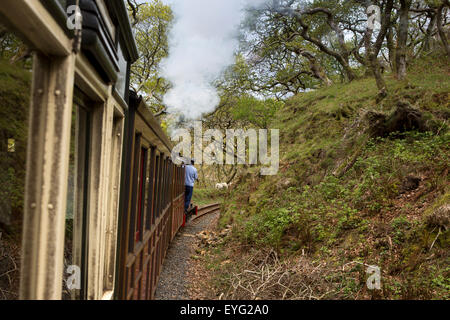 Regno Unito Galles, Gwynedd, Dolgoch, pecore in Tal-y-Llyn linea ferroviaria avanti del treno Foto Stock