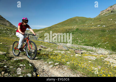 Italia Lombardia Parco Nazionale dello Stelvio Alpi Valle di Rezzalo percorso ciclo di fiori selvatici: hawkbits Leontodon helveticus Foto Stock