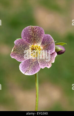 Purpur-Nieswurz; Christrose; Helleborus; Foto Stock