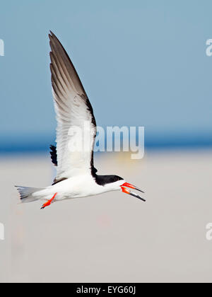 Skimmer nero in volo sulla spiaggia Foto Stock