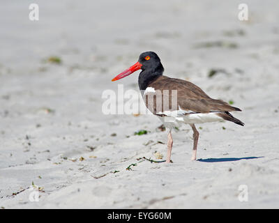 American Oystercatcher camminando sulla spiaggia Foto Stock