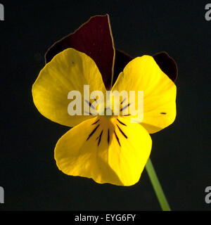 Horn-Veilchen, Viola cornuta, Foto Stock