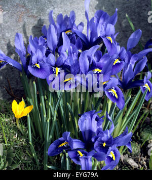 Zwergiris, Iris reticulata, Netzblattiris, Foto Stock