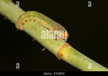 Larva di una sawfly 'Allantus' su un gambo di rose. Insetto colorato con luce verde corpo testa arancione macchie bianche su sfondo nero Foto Stock