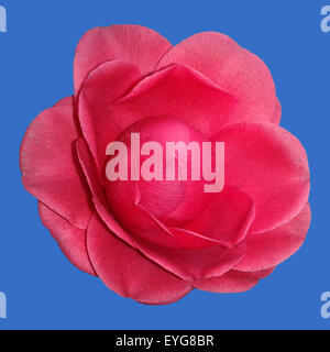 Kamelie; nero, pizzi, Camellia; Foto Stock
