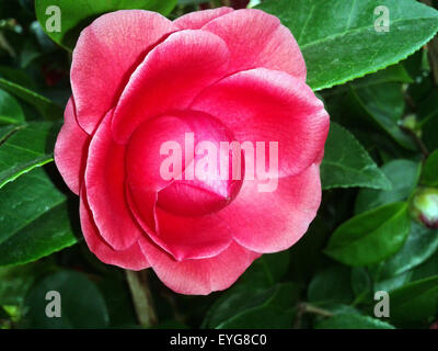 Kamelie; nero, pizzi, Camellia; Foto Stock