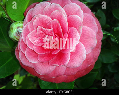 Kamelie; nero, pizzi, Camellia; Foto Stock