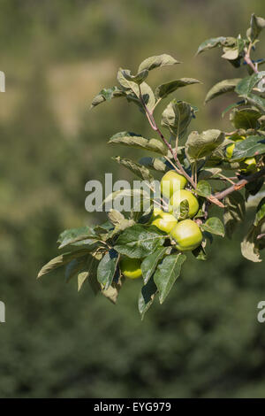 Il ramo oh ad un albero di mele piena di verde frutto acerbo verde blur sullo sfondo Foto Stock