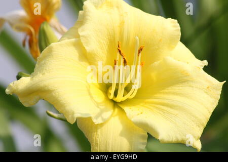 La 'Stella' suprema lily (Hemerocallis) è un popolare perenni, esso offre di limone fragranti fiori gialli con verde pallido gola. Foto Stock