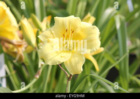 La 'Stella' suprema lily (Hemerocallis) è un popolare perenni, esso offre di limone fragranti fiori gialli con verde pallido gola Foto Stock