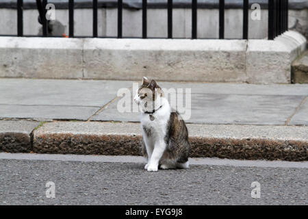 Westminster London,UK. Il 29 luglio 2015. Larry il gatto fa un aspetto a Downing street il giorno Home Secretary Theresa Maggio presiede una riunione del cobra sulla crescente crisi migranti in Calais Francia Credito: amer ghazzal/Alamy Live News Foto Stock