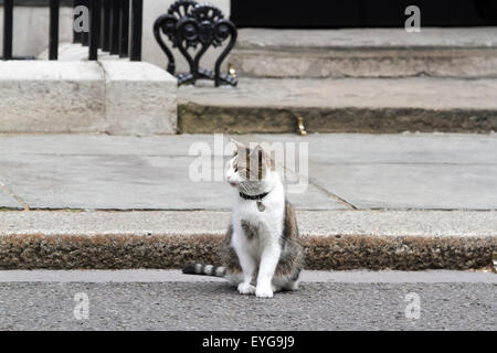 Westminster London,UK. Il 29 luglio 2015. Larry il gatto fa un aspetto a Downing street il giorno Home Secretary Theresa Maggio presiede una riunione del cobra sulla crescente crisi migranti in Calais Francia Credito: amer ghazzal/Alamy Live News Foto Stock