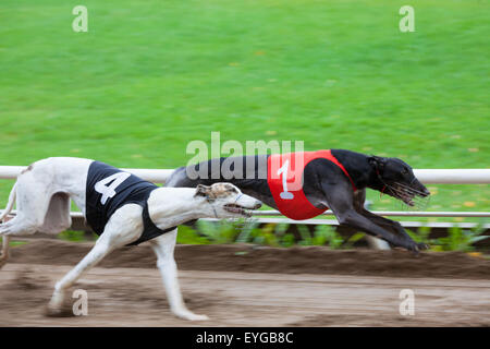 Cani Greyhound Racing Foto Stock